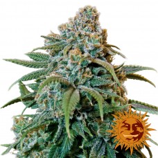 Liberty Haze - Barney's Farm